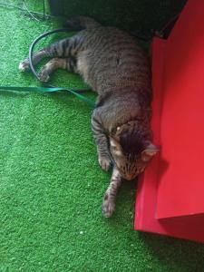 While away วายล์ อะเวย์