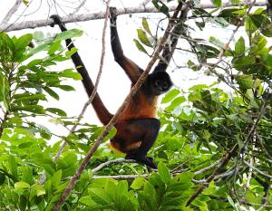 Las Nubes Natural Energy Resort