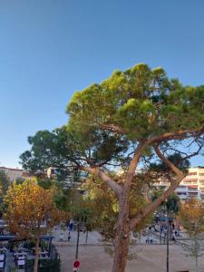 Palm beach Cannes La Brise