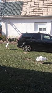 Pensiunea Alexandru, strada Principală 190, Casinu Nou -Harghita