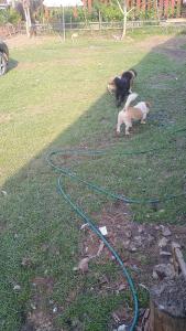 Pensiunea Alexandru, strada Principală 190, Casinu Nou -Harghita