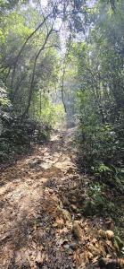 Agumbe Malgudi Homestay