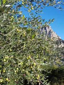 Appartements Appartement VUE MER an der Cote d-Azur fur 2-3 Personen mit Gartenanteil : photos des chambres