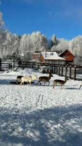 Farma František - Javorník