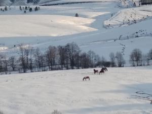 SM RELAX Apartmani Zlatibor