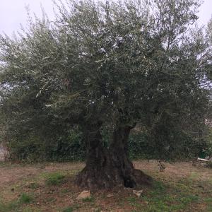 Studio neuf a la campagne a 10 minutes des plages de mediterranée