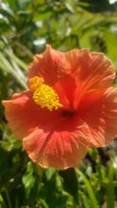 Manu rere Tau - Pääsiäissaari