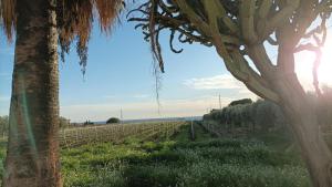 Casa Bouganville villetta tra le vigne e il mare
