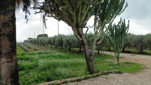 Casa Bouganville villetta tra le vigne e il mare