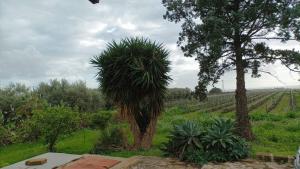 Casa Bouganville villetta tra le vigne e il mare