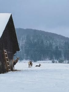 Glamping Spiritul Zimbrului