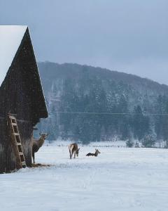 Glamping Iurte Mongole Spiritul Zimbrului