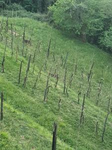 Il Casale di Ernestina