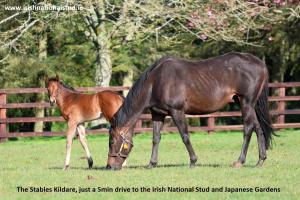 The Stables Kildare - adults only