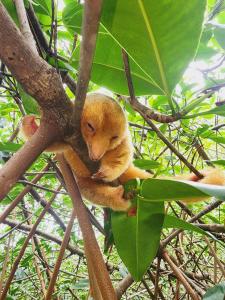 Mangrove boat tour lalo it is just a tour