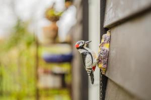 Vakantiehuis De Bonte Specht