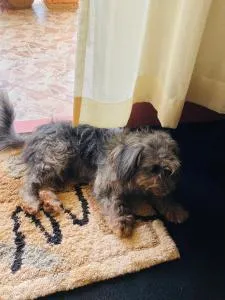 Mackenzie - Nalugala