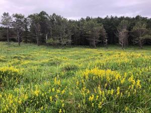 Idyllic West of Ireland Hideaway