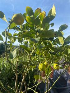Maisons de vacances Maison mer piscine Cargese a 1 heure d-Ajaccio : photos des chambres
