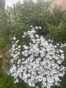 Maisons de vacances Maison mer piscine Cargese a 1 heure d-Ajaccio : photos des chambres