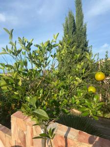 Maisons de vacances Maison mer piscine Cargese a 1 heure d-Ajaccio : photos des chambres