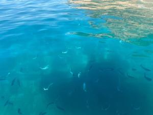 Maisons de vacances Maison mer piscine Cargese a 1 heure d-Ajaccio : photos des chambres