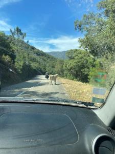Maisons de vacances Maison mer piscine Cargese a 1 heure d-Ajaccio : photos des chambres