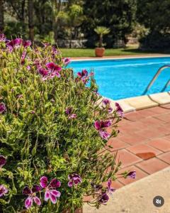 Cottage Sant Elia - Country Retreat