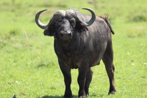 Savannah Solace Mara Camp