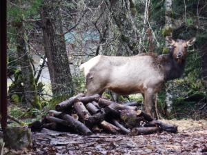 Chalet-style cabin near Mt. Rainier and Crystal