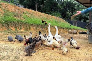 Nature Stay at Shah Alam with 4 bedroom 4 bathroom