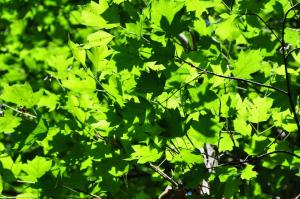 Domaine du Ris de Feu Chambres dhôtes de charme