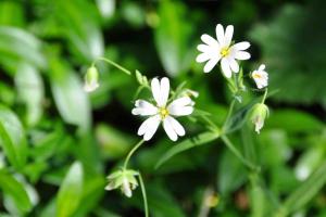 Domaine du Ris de Feu Chambres dhôtes de charme