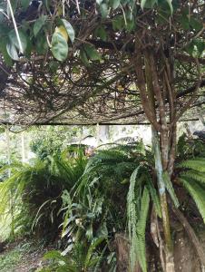 Lamp Colonial Bungalow Airport