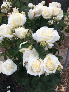 House in city centre with free parking