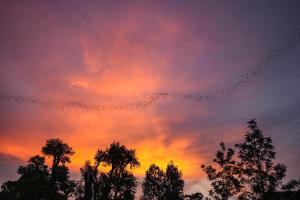 Bat Cave Glamping Khao Yai