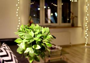 Gaišs un mājīgs dzīvoklis