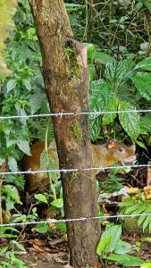 Grand Luna - Monteverde