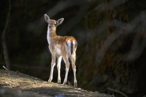 Bourazani Wild Life Resort Epirus Greece