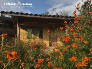 Lullaby Ha Giang Homestay