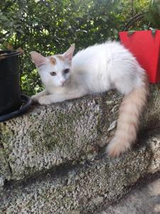 Solys Villa Homestay