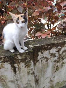 Solys Villa Homestay