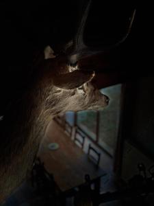 Achouffe - AVANT MIDI