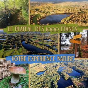 Bouleau - Chalet en bois dans son écrin de verdure