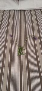 De Rust Karoo Cottages