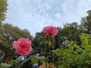 bois de biron - gîte - vakantiehuis - chalet