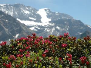 Apartment Bärgchutzli Parterre by Interhome