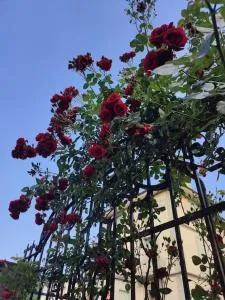 Ca' della Sfinge Colibrì - Cellio