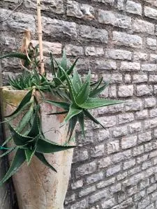 Lucky Apartments - 伊加洛