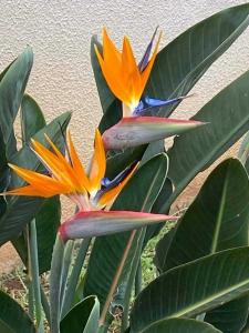 Paradise Valley Ribeira Brava